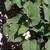 Houttuynia cordata