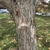 Brown fissured bark