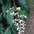 Hovenia dulcis