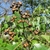 Brownish fruits and green leaves
