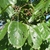 Green oval leaves