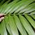 Howea forsteriana	