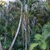 Palm with recurved pinnate leave.