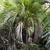 Single stemmed, pinnate-leaved palm