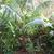 Howea forsteriana	