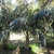 Potted nursery stock of a pinnate-leaved palm