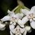 Umbels of white, waxy star-shaped flowers.