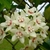 White waxy star-shaped flowers and matte green leaves.