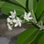 White waxy star-shaped flowers and matte green leaves.
