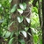 Climber with ovate leaves scaling a tree trunk