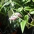 Vine with lanceolate leaves and umbels of white & pink flowers.