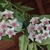 Vine with lanceolate leaves and umbels of white & pink flowers.
