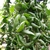 Vining plant in a hanging basket with contorted foliage.