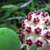 Umbles of white and red flowers.
