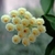 An umbel of creamy white, fuzzy flowers.