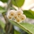 An umbel of creamy white, fuzzy flowers.