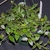 Hanging basket with a trailing plant with opposite leaves.