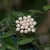 An umbel of creamy white, fuzzy flowers.