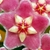 Dark pink, fuzzy, star-shaped flower.