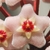 Light pink, fuzzy, star-shaped flower.