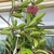 Vining plant in a hanging basket with an umbel of pink flowers.