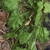 Rosette of leaves, with emerging flower buds and stalk