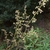 Tall flower stalks with small, non-showy flowers.