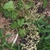 Top view from above the flower stalks & scalloped leaves