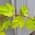 Lime-green, lobed leaves.