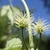 Stigmas protruding from clusters of green flowers.