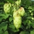 Clusters of cone-like female infructescences