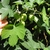 3-lobed leaves and fruits