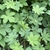 Foliage, showing 5- to 7-lobed leaves.