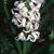 Hyacinthus orientalis