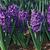 Hyacinthus orientalis