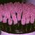 Hyacinthus orientalis