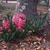 Hyacinthus orientalis