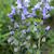 Blue Flowers
