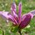 'Susan' flower