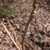 February Leaf Buds