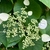 Flat-topped, lace-cap cluster of white flowers.