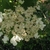Close-up of flat-topped, lace-cap inflorescence of white flowers