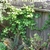 vine clinging to a wooden fence.