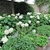 A low hedge with large leaves & pompoms of white flowers.