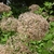 Papery brown pompom of dried flowers.
