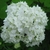 Close-up of a single pompom of white flowers.