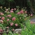 Hydrangea arborescens 'Invincibelle Spirit'