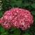 Low shrub with pompom clusters of pink flowers.