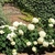 Shrub with big, terminal pompoms of white flowers.
