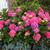 Hydrangea macrophylla 'Glowing Embers'